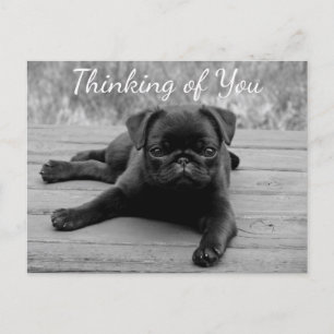 Att tänka på att du har ett vykort på Pug Puppy Hu
