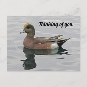 Att tänka på dig Anka Photo Wigeon Lugn Sjö Vykort