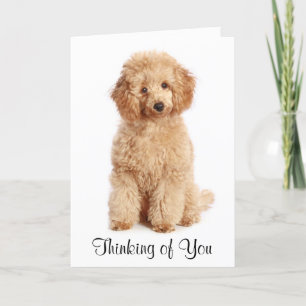 Att tänka på dig Apricot Pudel Puppy Hund Card Kort