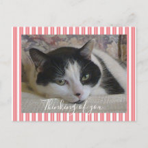 Att tänka på dig Cat Photo