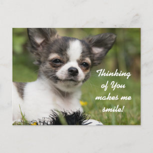 Att tänka på dig Chihuahua Vykort