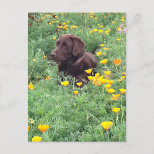 Att tänka på dig Chocolate Labrador Hund Poppy Pat Vykort