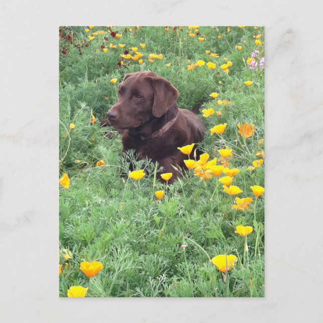 Att tänka på dig Chocolate Labrador Hund Poppy Pat Vykort (Framsida)