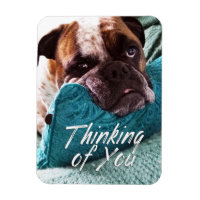 Att tänka på din Bulldog Photo Sympathy Magnet