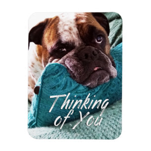 Att tänka på din Bulldog Photo Sympathy Magnet
