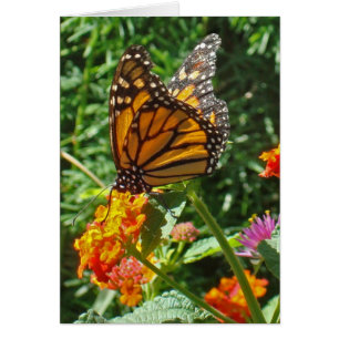 Att tänka på din Monarch Butterfly-Vänskap Hälsningskort