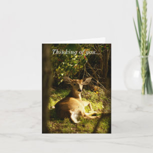 Att tänka på din unge Buck i ängen Kort