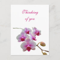 Att tänka på dina Orchids - Phalaenopsis