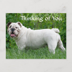Att tänka på ditt engelska postkort för bulldog Pu Vykort