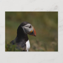 Att tänka på Puffin Vykort