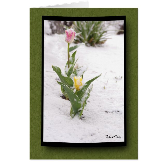 Att tänka på You Snö Sprinkled Rosa Gult Tulips Hälsningskort (Framsidan)