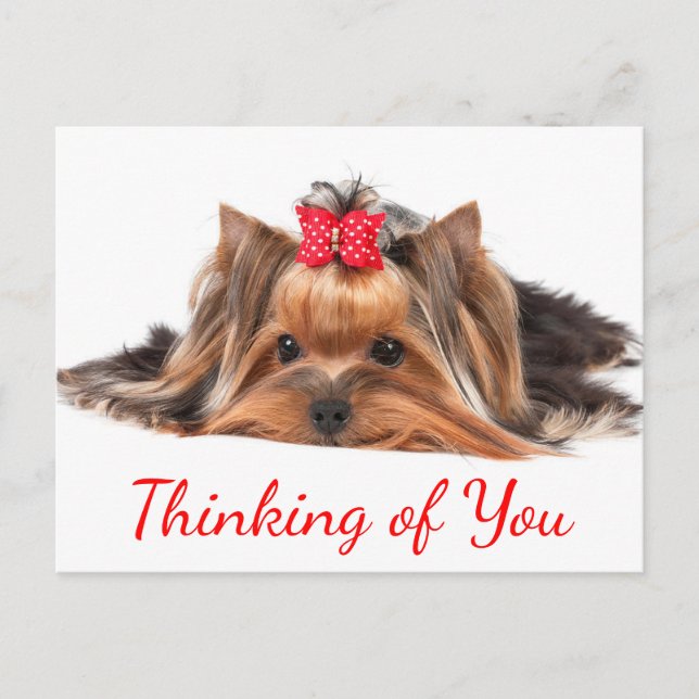 Att tänka på You Yorkshire Terrier Puppy Hund Hej Vykort (Framsida)