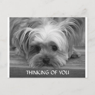 Att tänka på You Yorkshire Terrier Puppy Postcard Vykort