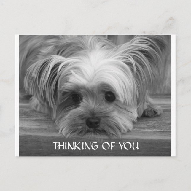 Att tänka på You Yorkshire Terrier Puppy Postcard Vykort (Framsida)