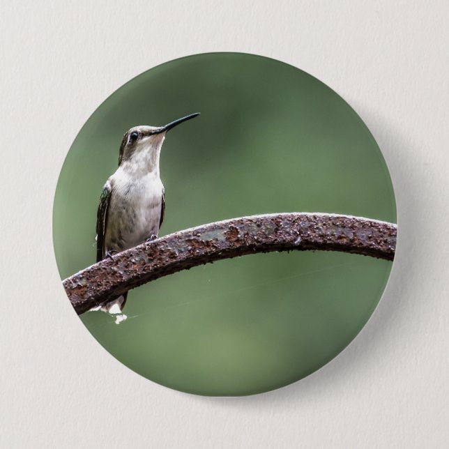 Att vara lille Hummingbird-knapp Knapp (Framsida)