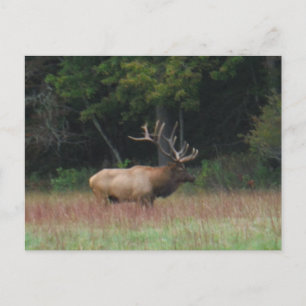 Åtta 8 punkter Bull Elk under hösten Vykort