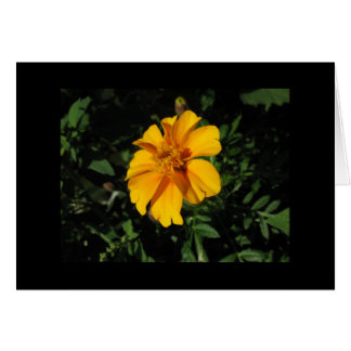 Åtta orange Petals OBS Kort