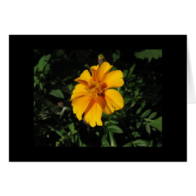 Åtta orange Petals OBS Kort (Framsidan Horizontal)