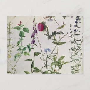 Åtta studier av vilda blommor vykort