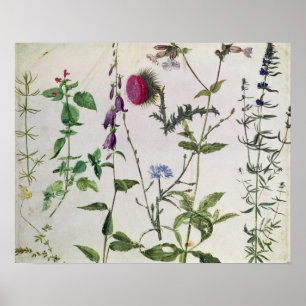 Åtta studier av vildblommor poster
