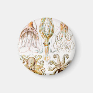 Åttaarmad bläckfisk, Gamochonia av Ernst Haeckel Magnet