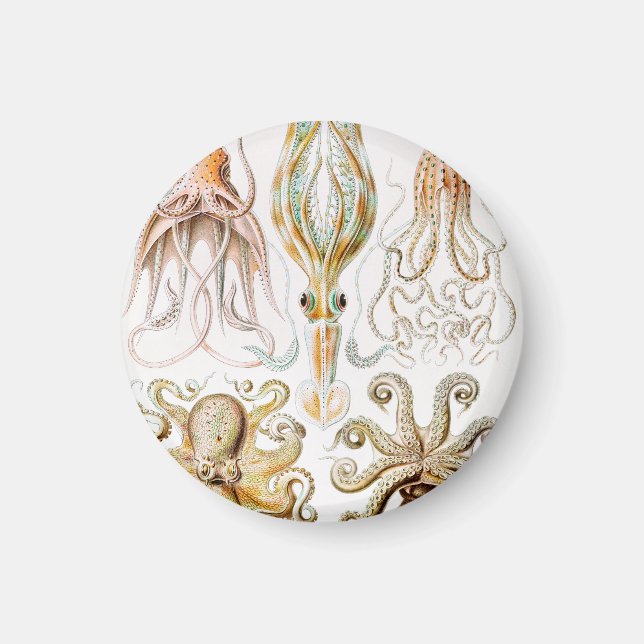 Åttaarmad bläckfisk, Gamochonia av Ernst Haeckel Magnet (Framsidan)