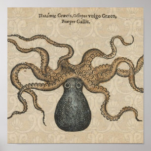 Åttabent Kraken Vintage Illustration Poster