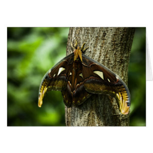 Attacus Atlas-kort OBS Kort