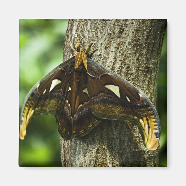 Attacus Atlas Magnet (Framsidan)