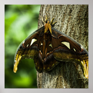 Attacus Atlas tryck