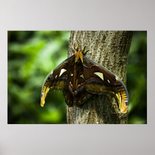 Attacus Atlas-utskrift Poster