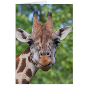 Attě Giraffe Hälsningskort