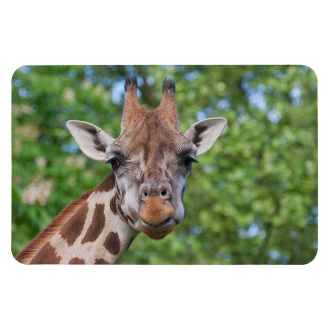 Attě Giraffe Magnet (Horisontell)