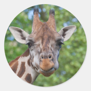 Attě Giraffe Runt Klistermärke