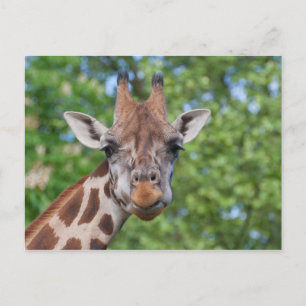 Attě Giraffe Vykort
