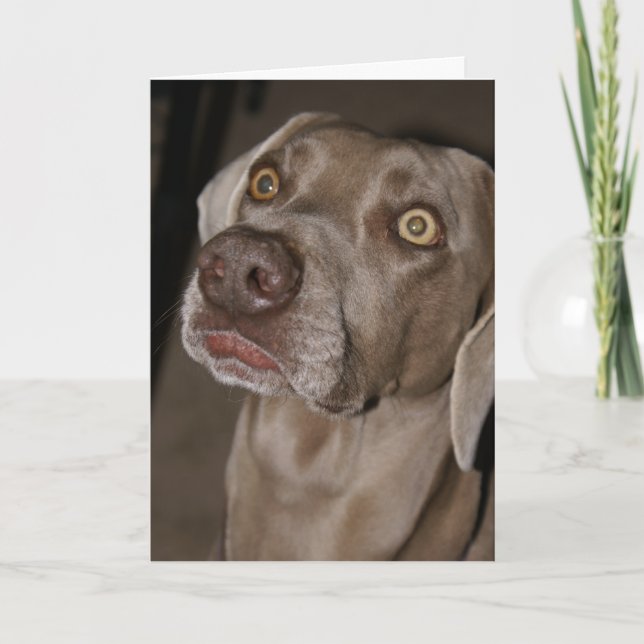 Attě Weimaraner Kort (Framsida)