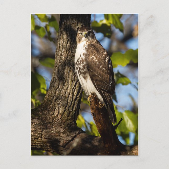Atthitant Hawk Vykort (Framsida)