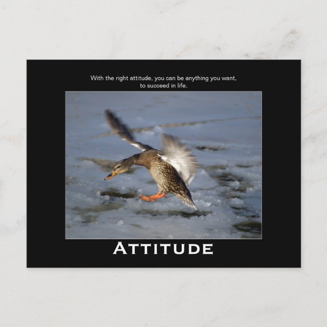 Attitude Mallard Anka Motivational Postcards Vykort (Framsida)