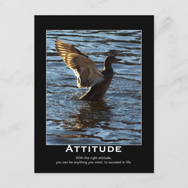 Attitude Mallard Anka Motivational Postcards Vykort (Framsida)