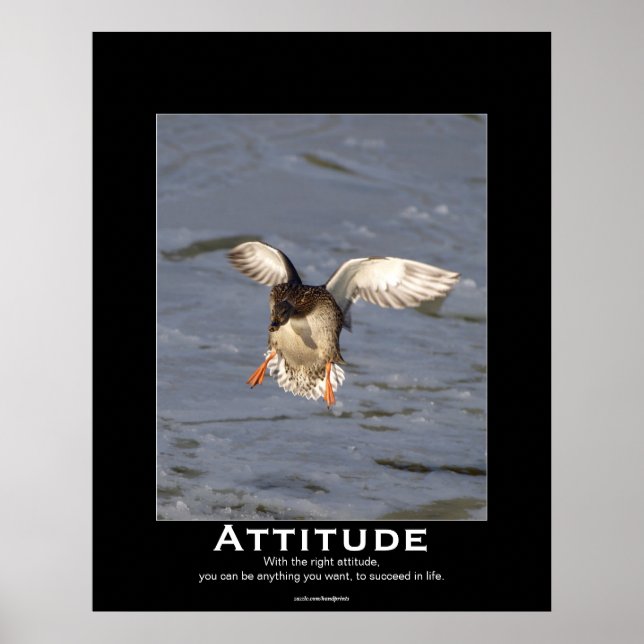 Attitude Mallard Anka Motivational Poster (Framsidan)