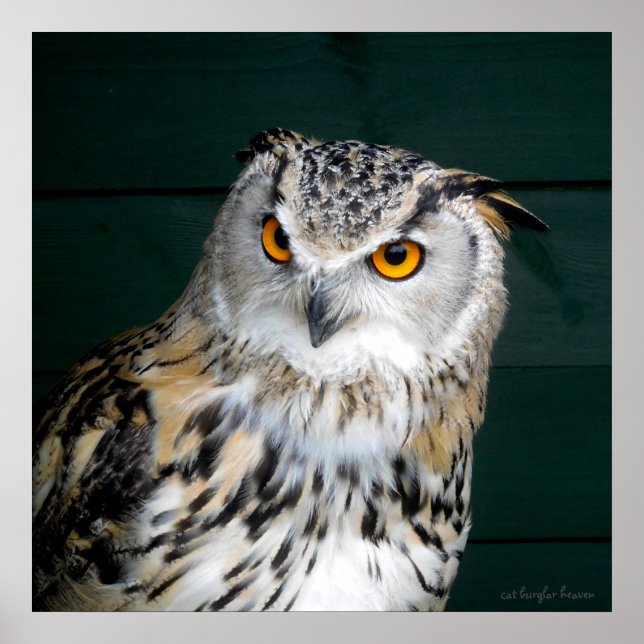 Attityd - Uggla Poster (Framsidan)