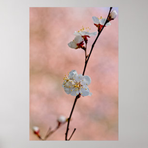 Attraktiva japanska Apricot Flowers Poster