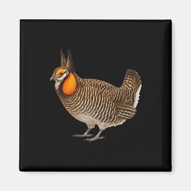 Attwaters Prairie Chicken Fågel Vilda Djur Natur  Magnet (Framsidan)