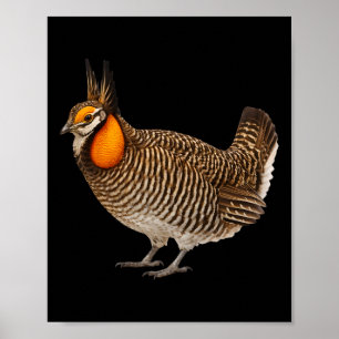 Attwaters prärihönsfågel Vilda djur Natur  Poster