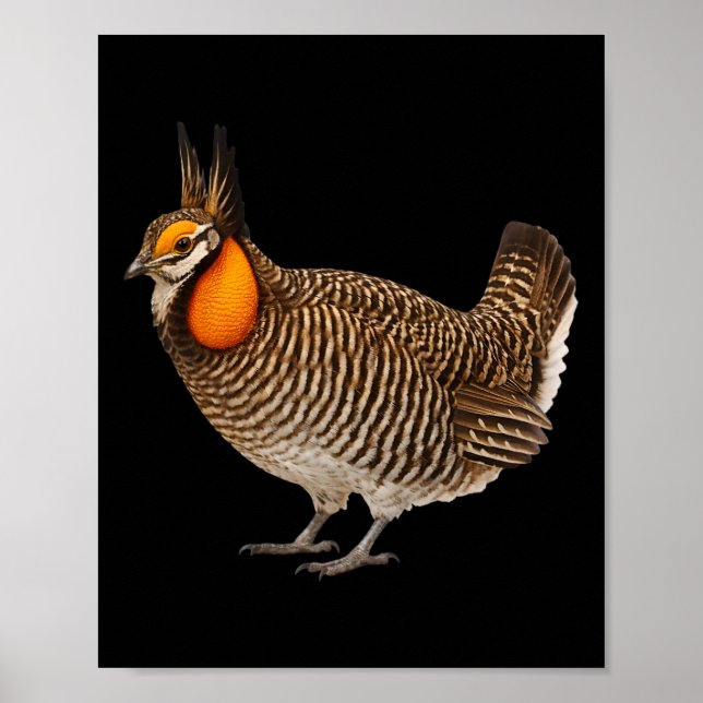 Attwaters prärihönsfågel Vilda djur Natur  Poster (Framsidan)