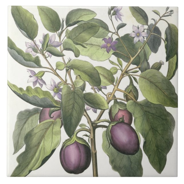Aubergine: Melanzana fructupallido, från 'Horen Kakelplatta (Framsidan)