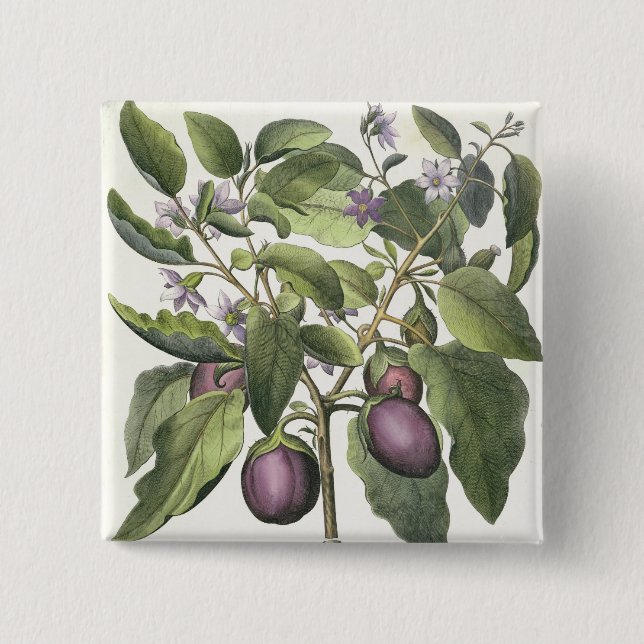 Aubergine: Melanzana fructupallido, från 'Horen Knapp (Framsida)