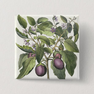 Aubergine: Melanzana fructupallido, från 'Horen Knapp