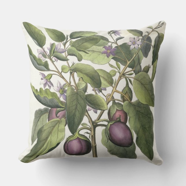 Aubergine: Melanzana fructupallido, från 'Horen Kudde (Framsida)