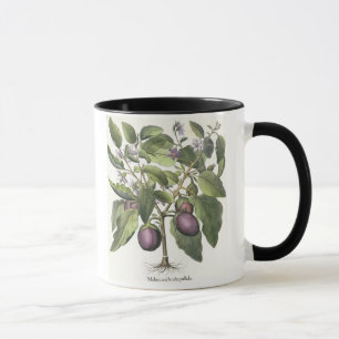 Aubergine: Melanzana fructupallido, från 'Horen Mugg
